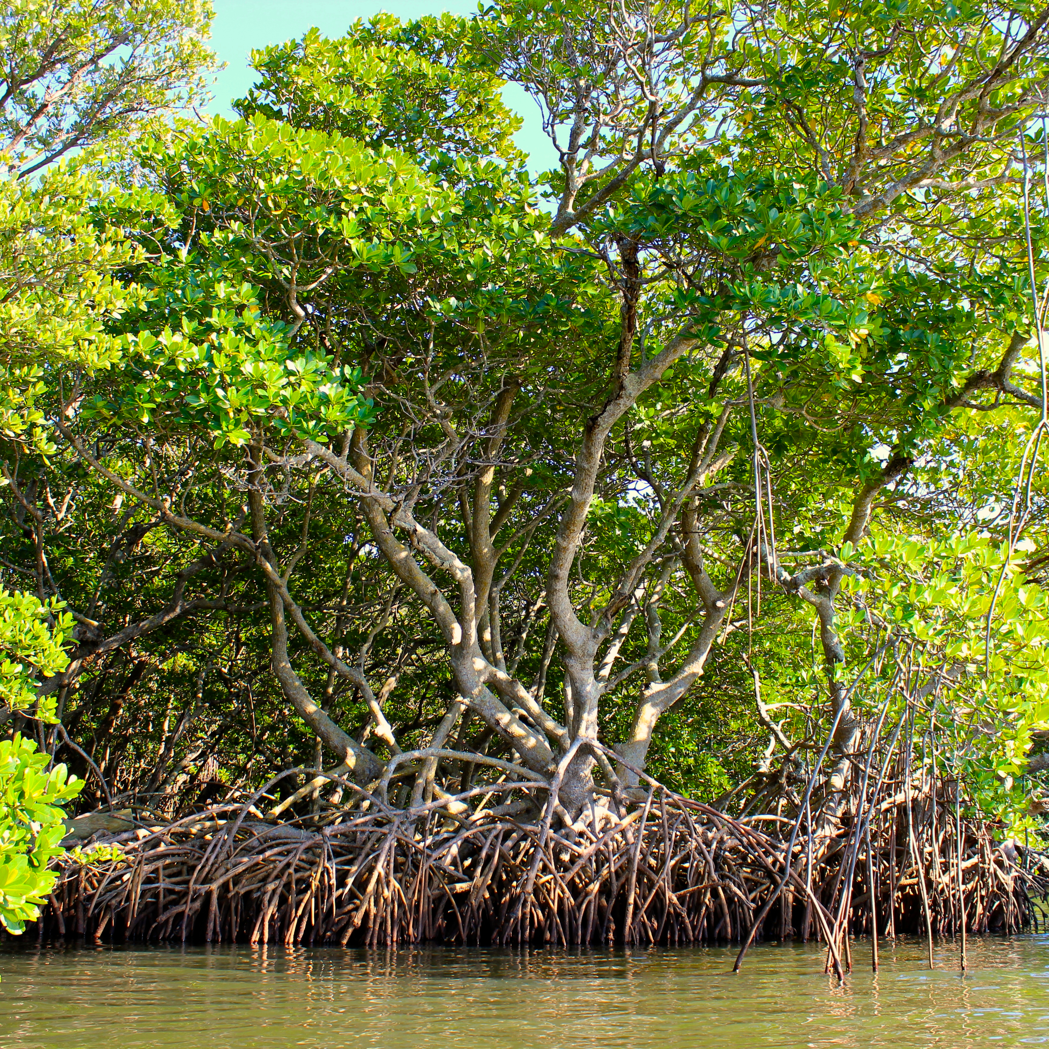 mangroves