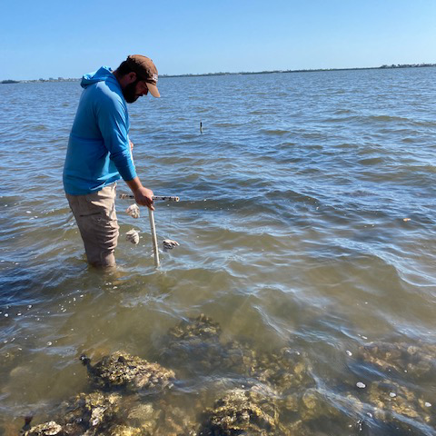 oysters