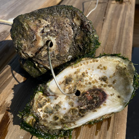 oyster
