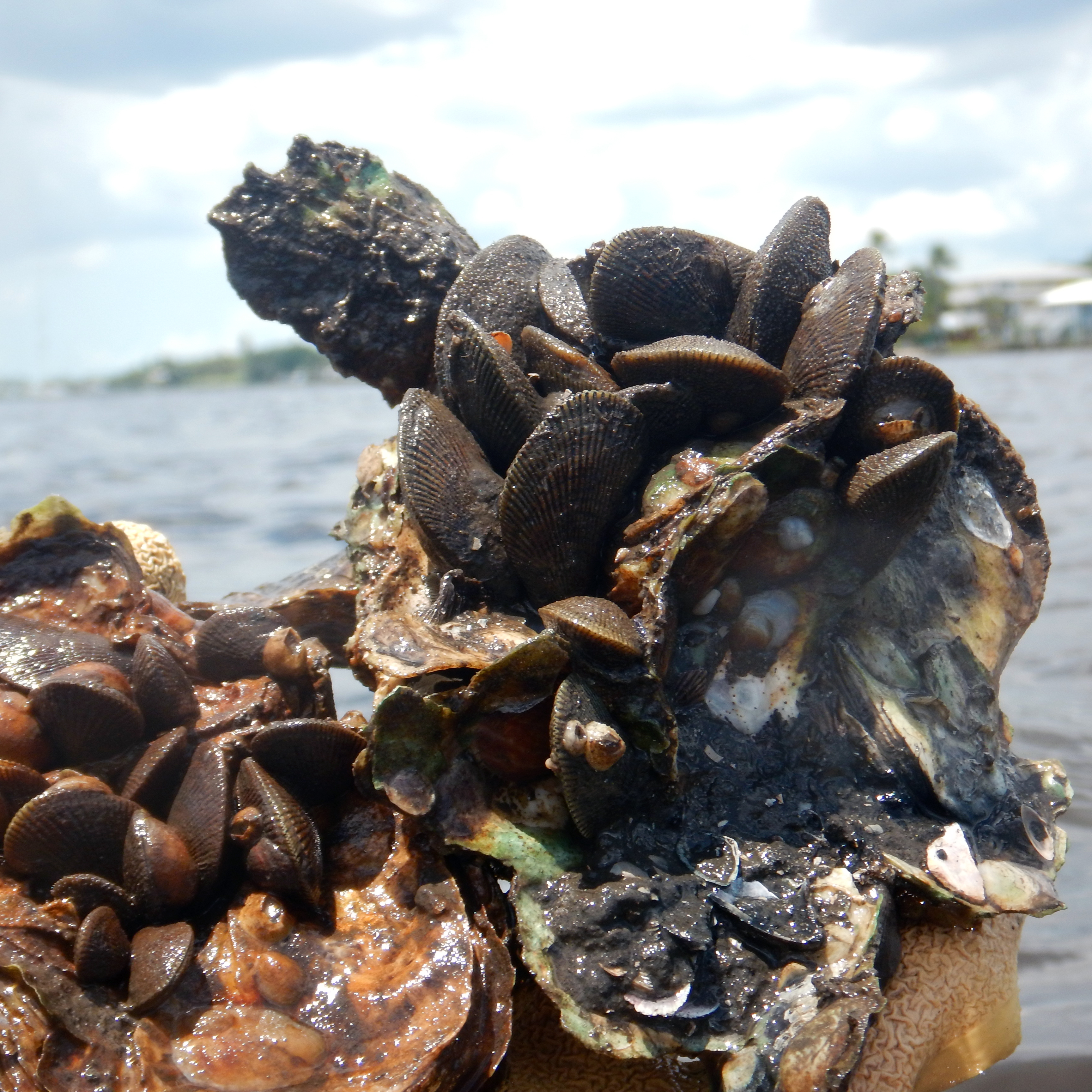 oyster