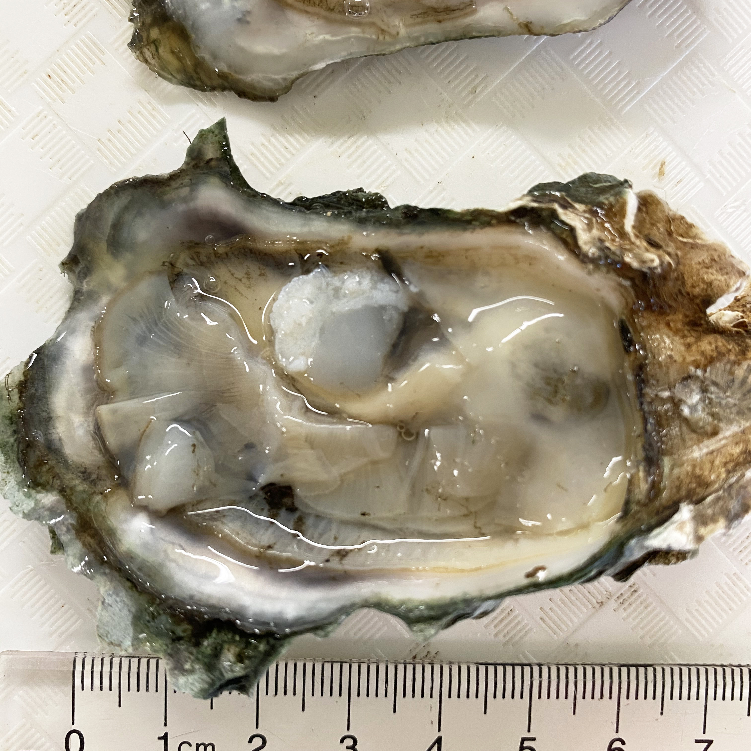 oyster