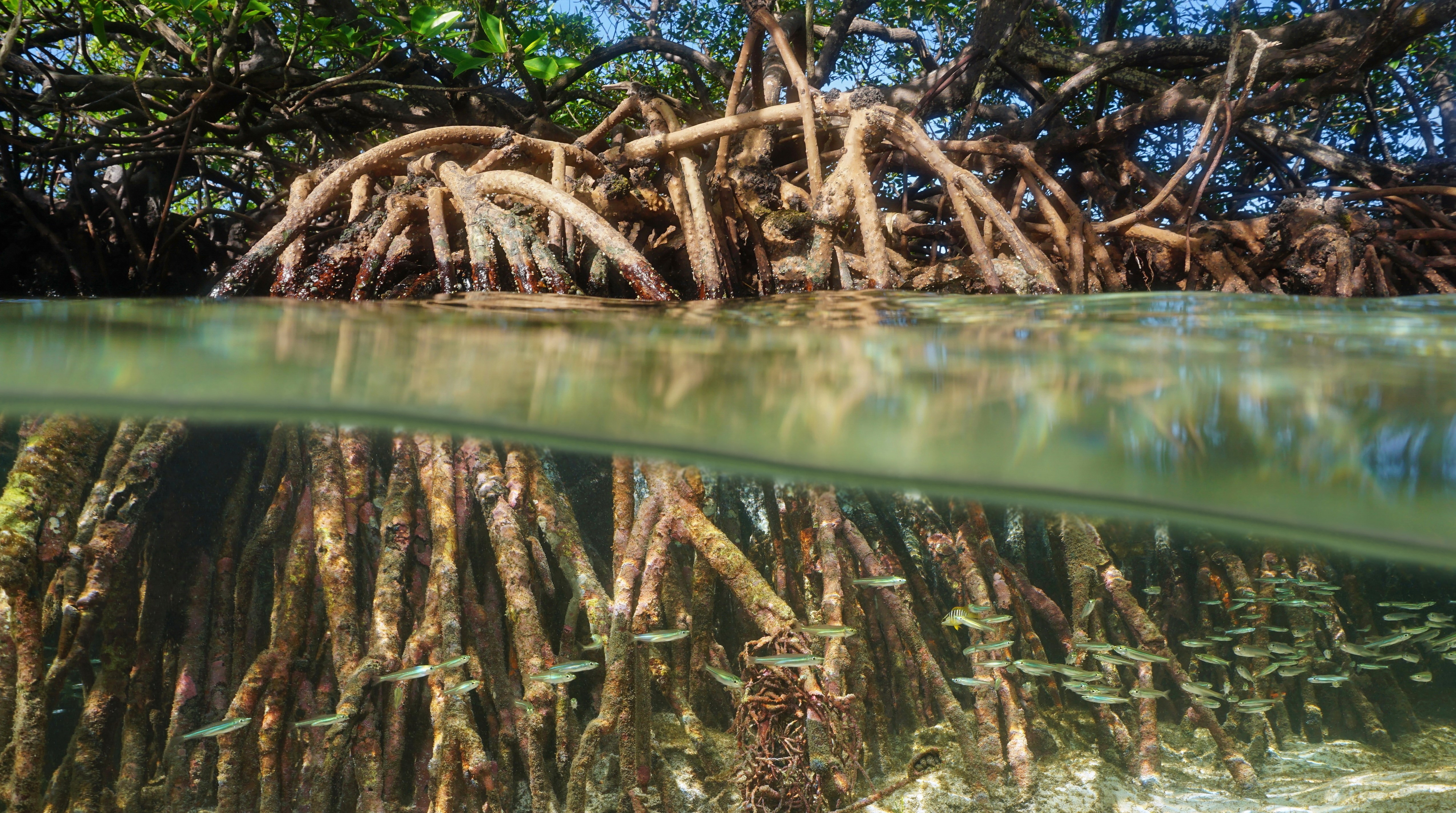 estuaries