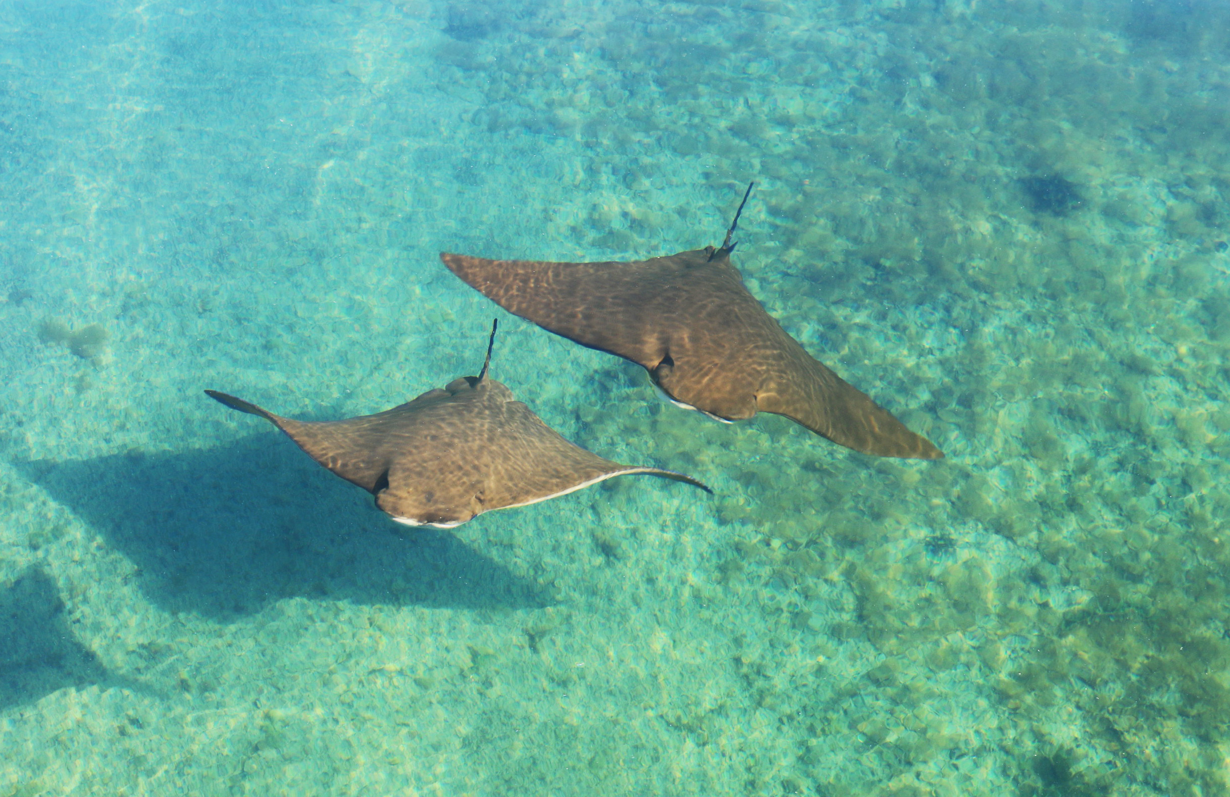 sting rays in lagoon