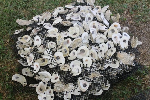 oyster shells