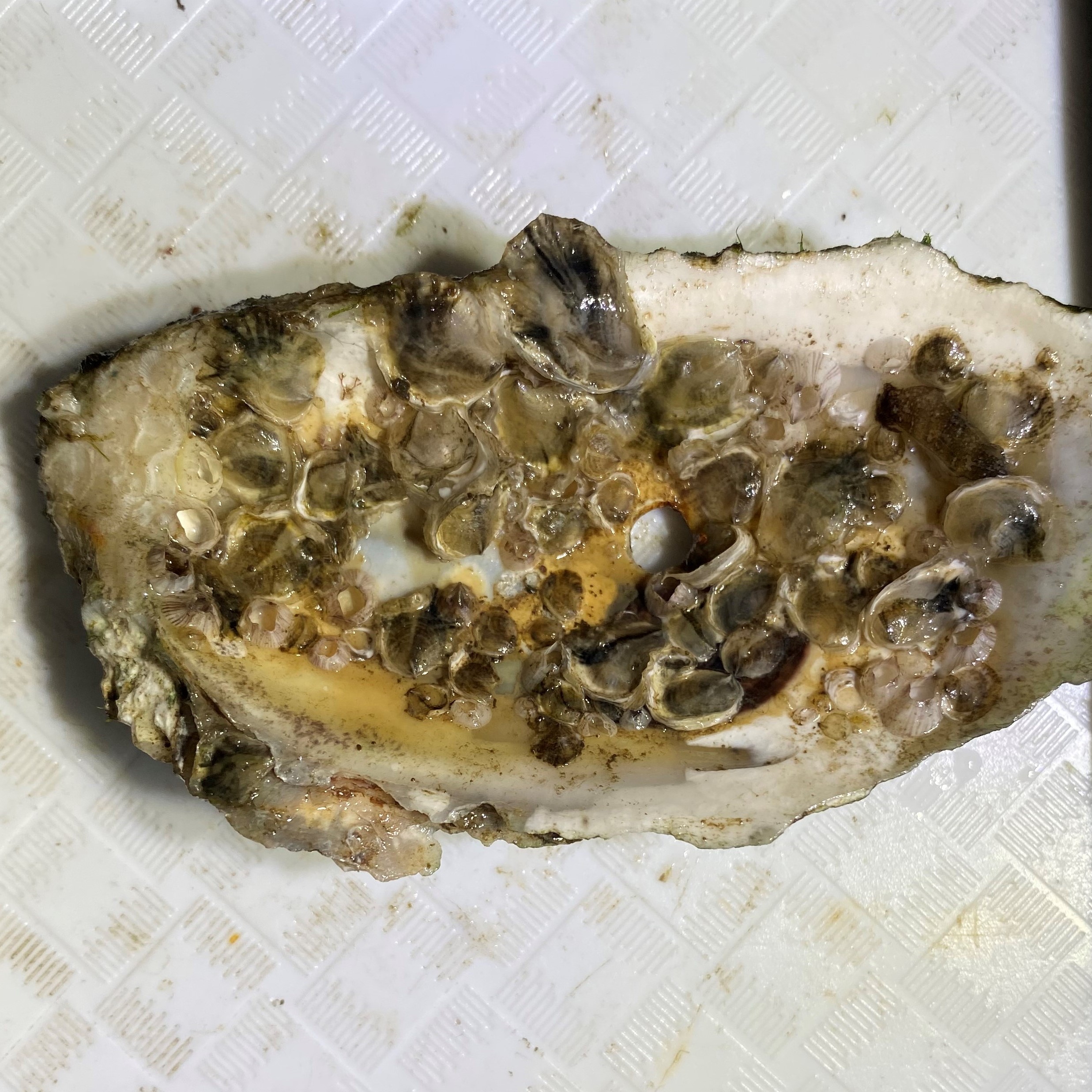 oyster insides