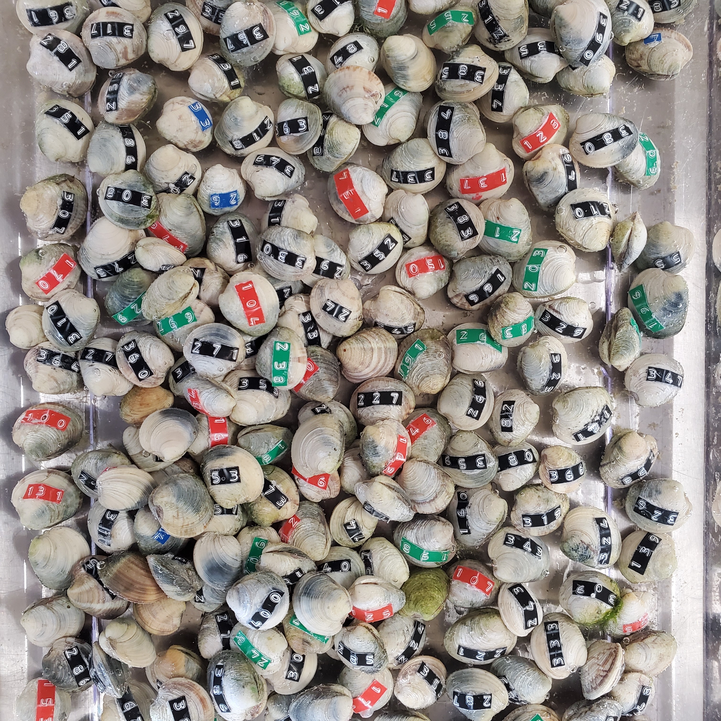 clam lotto