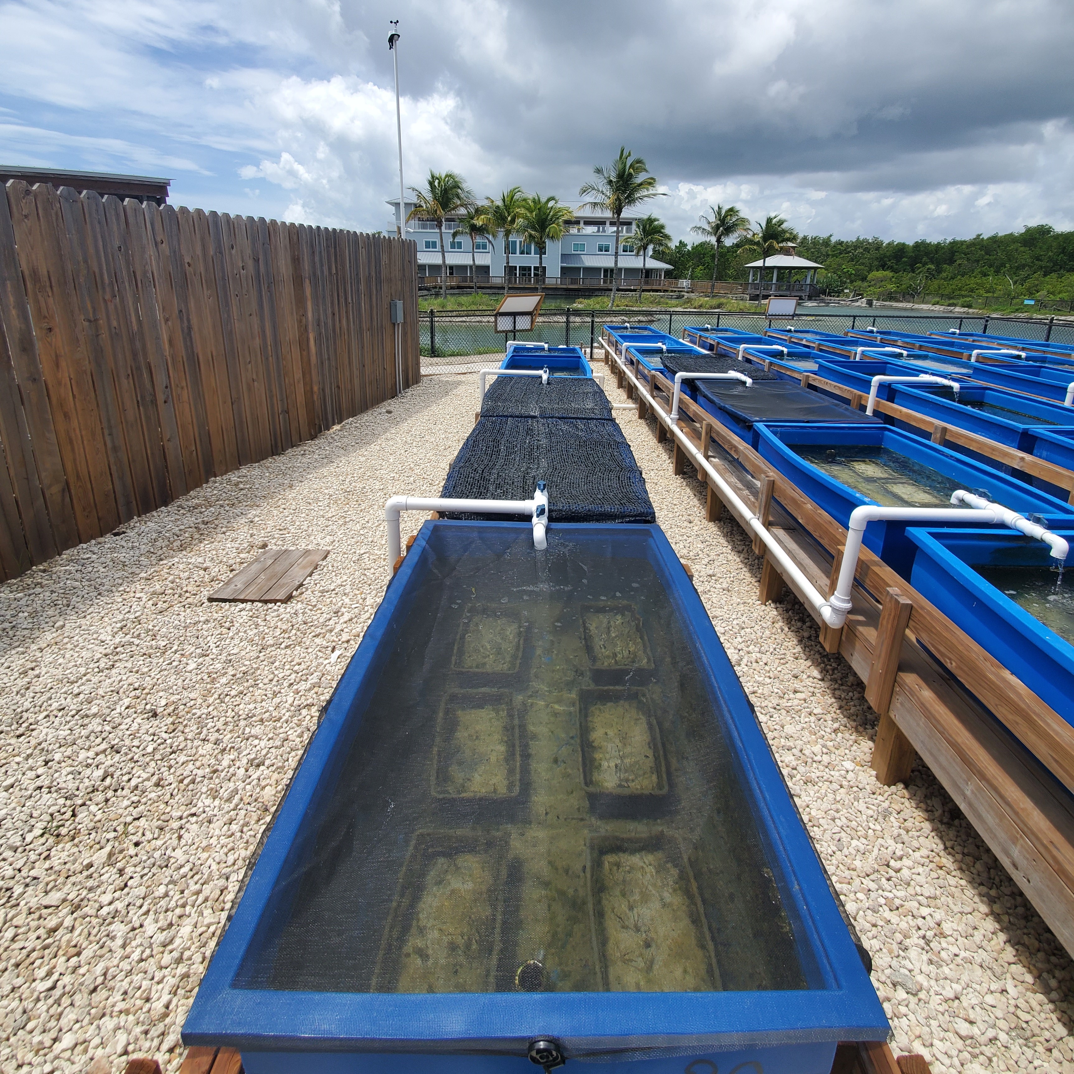 seagrass tanks