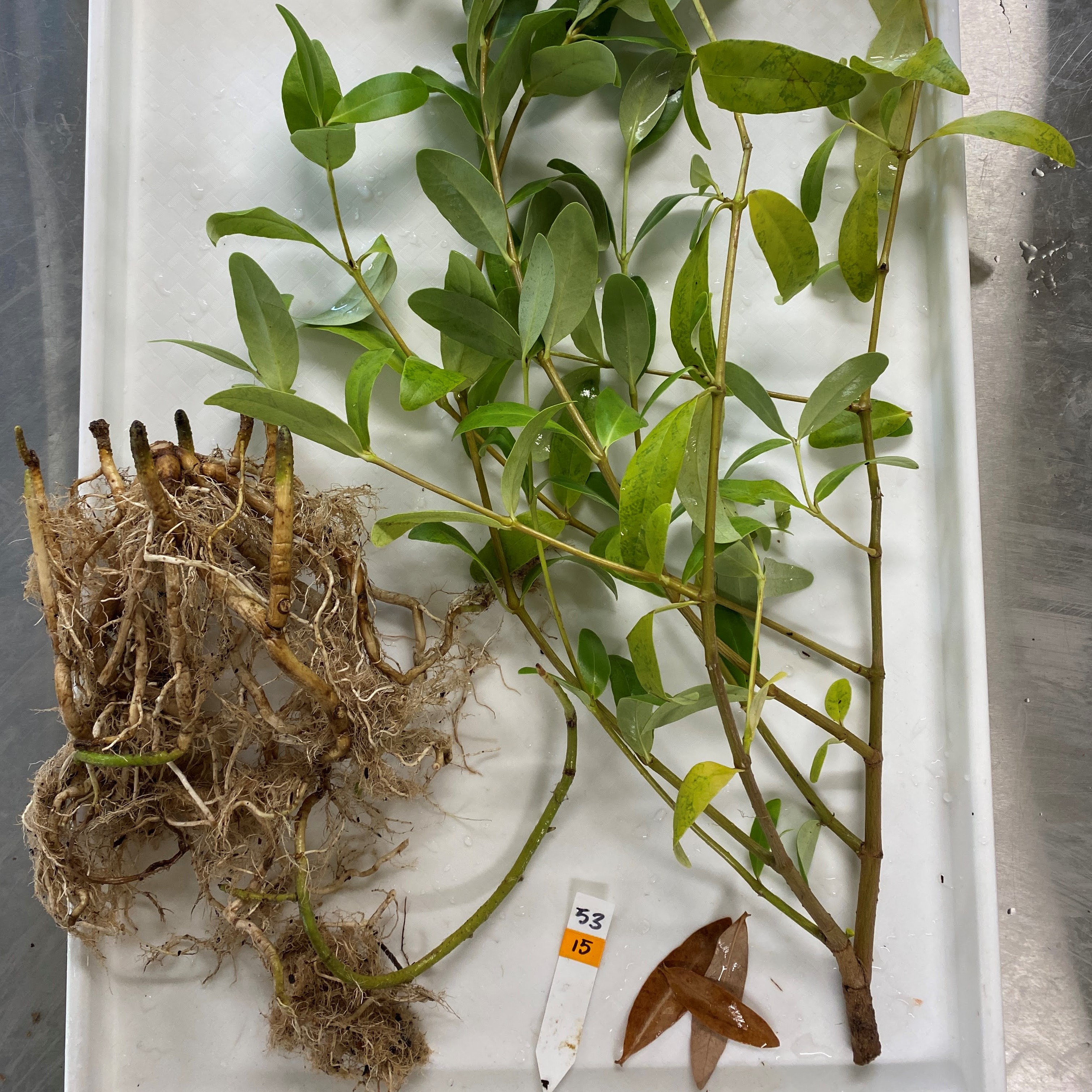 mangroves