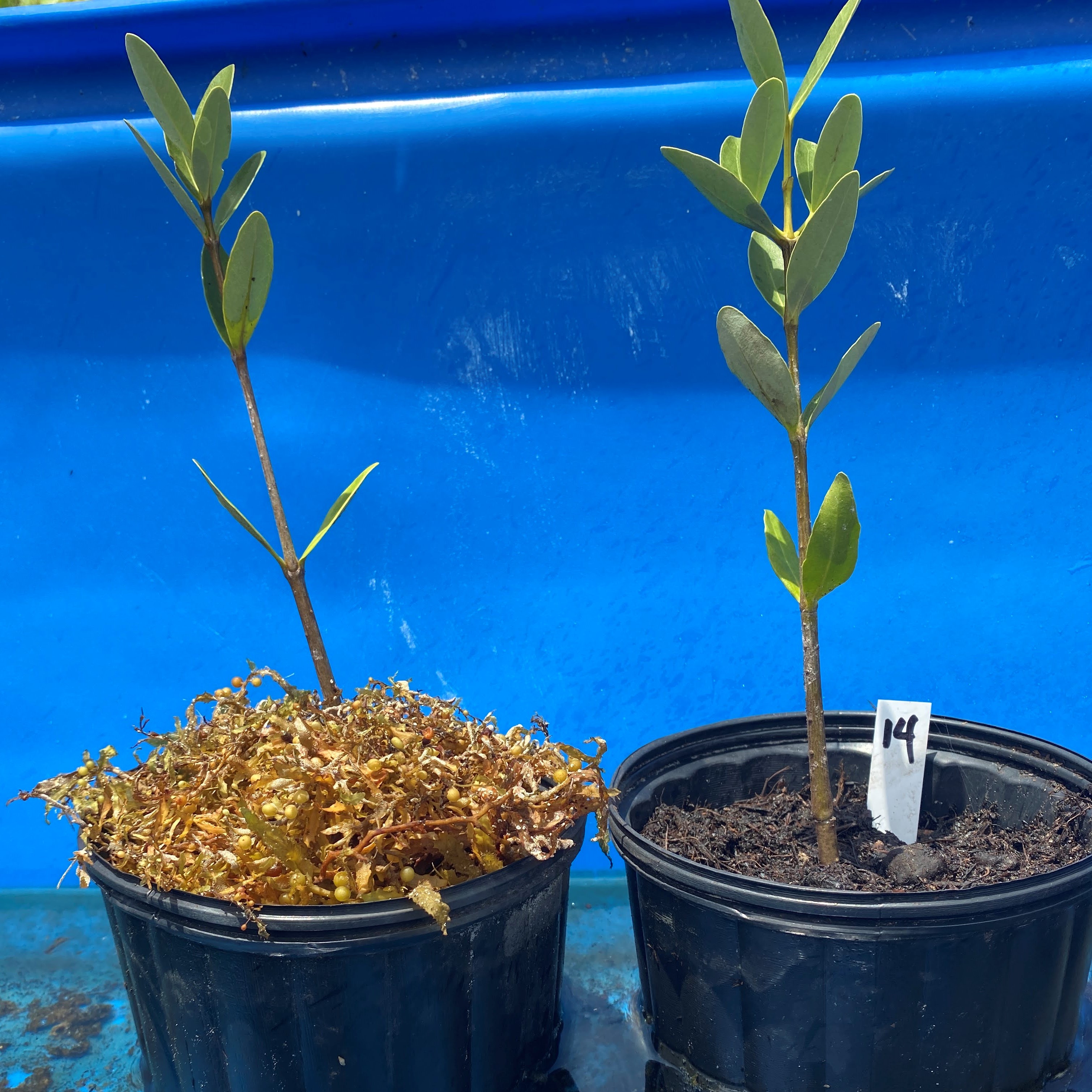 baby mangroves