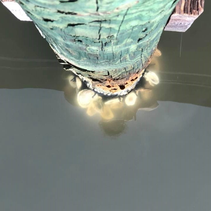 oyster docks
