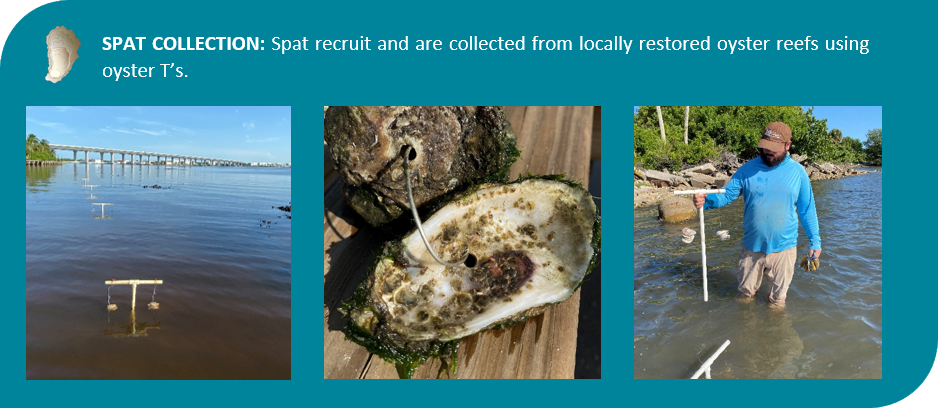 Spat Collection