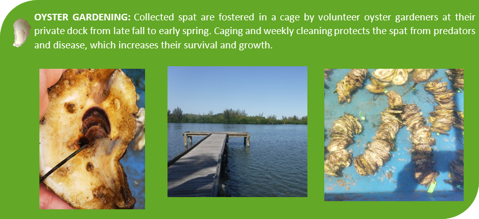 Oyster Gardening