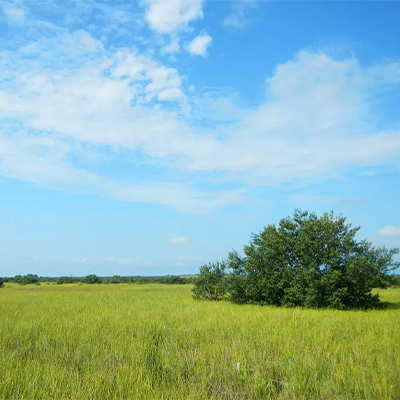 mangrove vs salt marsh