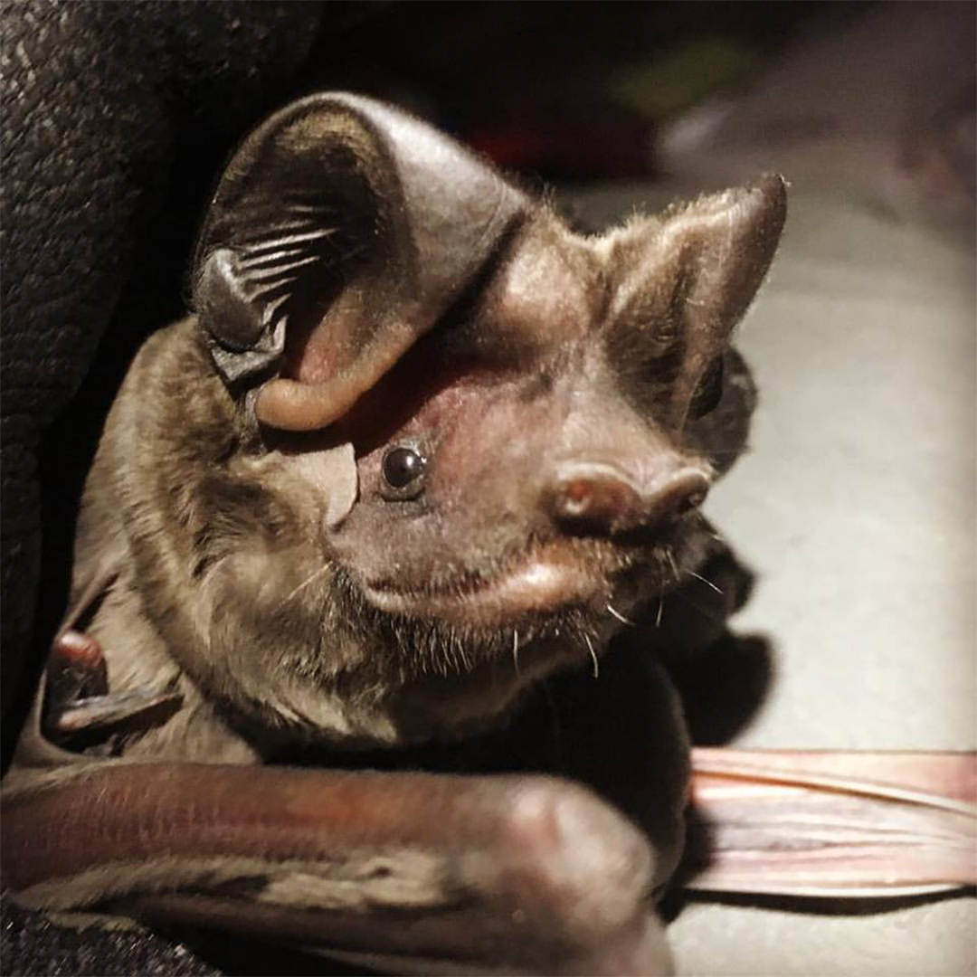 everglades_bonneted_bat