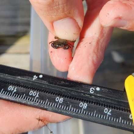 Measuring a crab