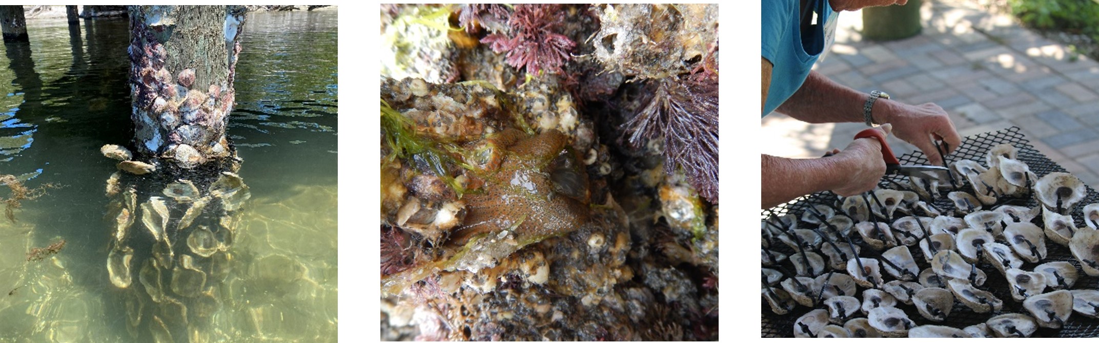 three images of Oysters Growing on Docks