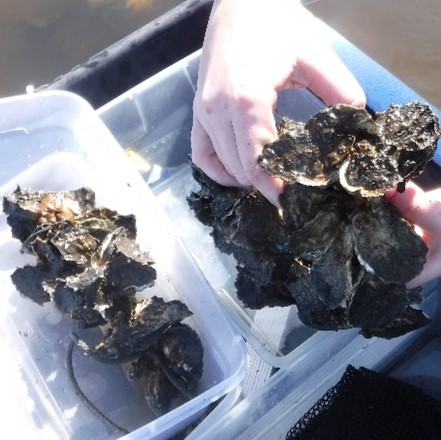 hands grabbing oyster shell