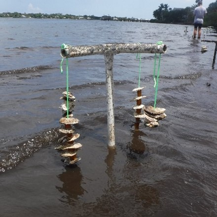 Oyster Tree