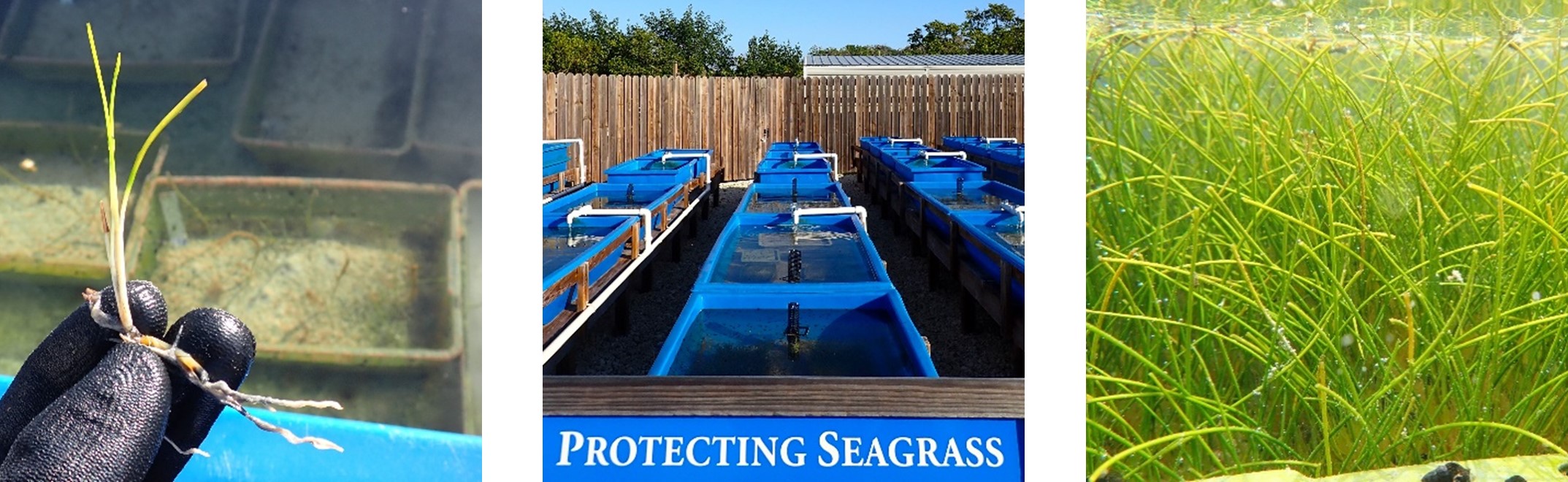 three images of seagrass being studied