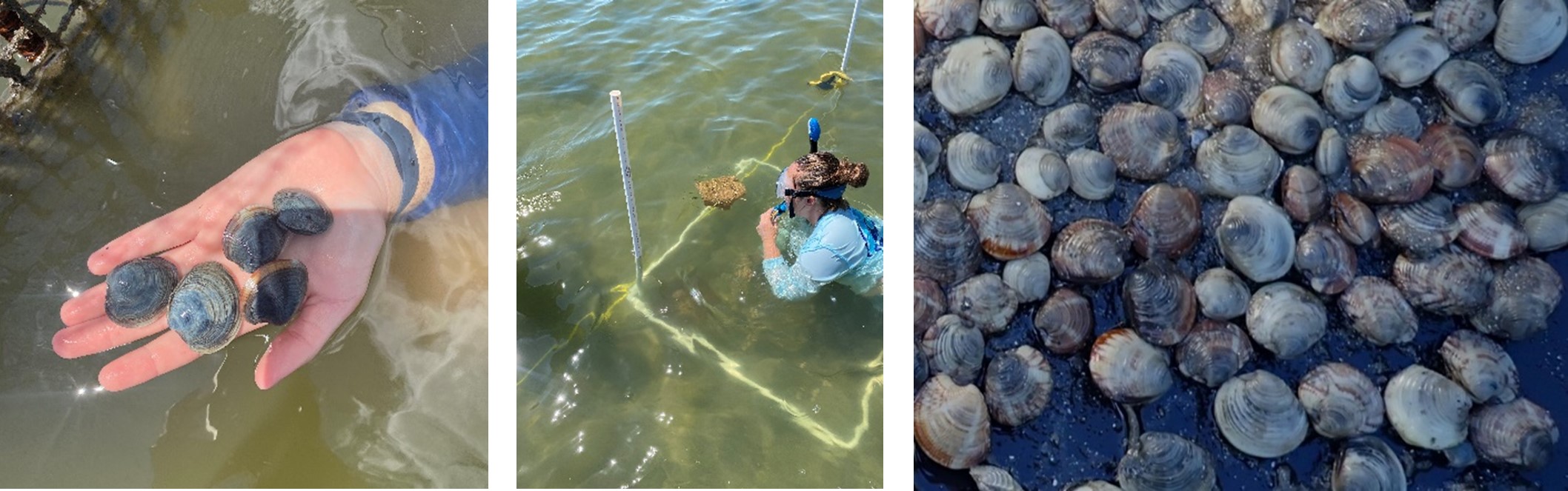 three images of clams being studied