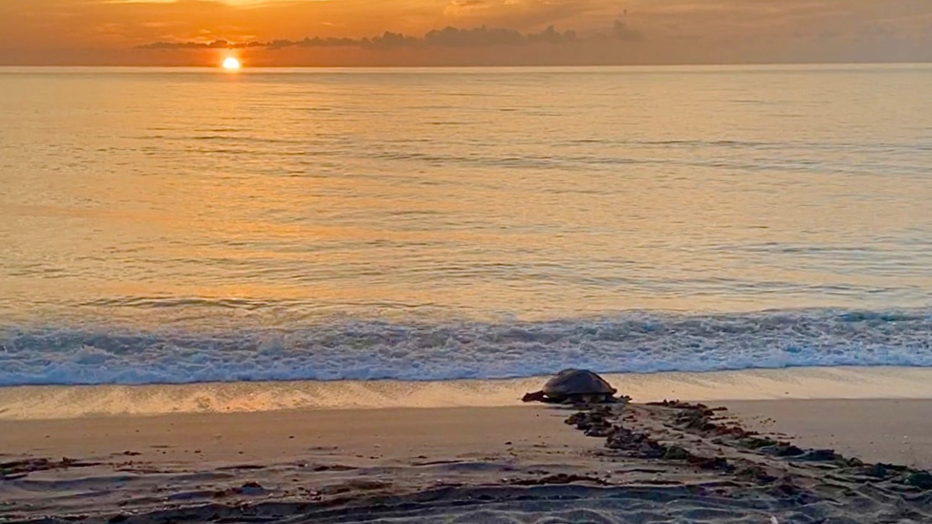 Sunrise Sea Turtle Science Beach Walks header image