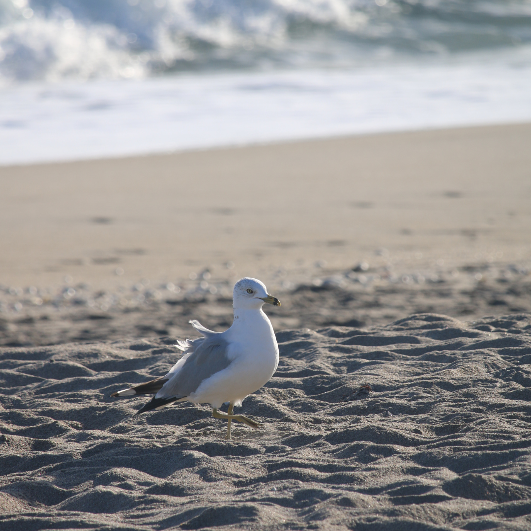 deep thoughts with seagulls