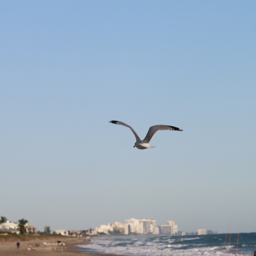 seagull in flight