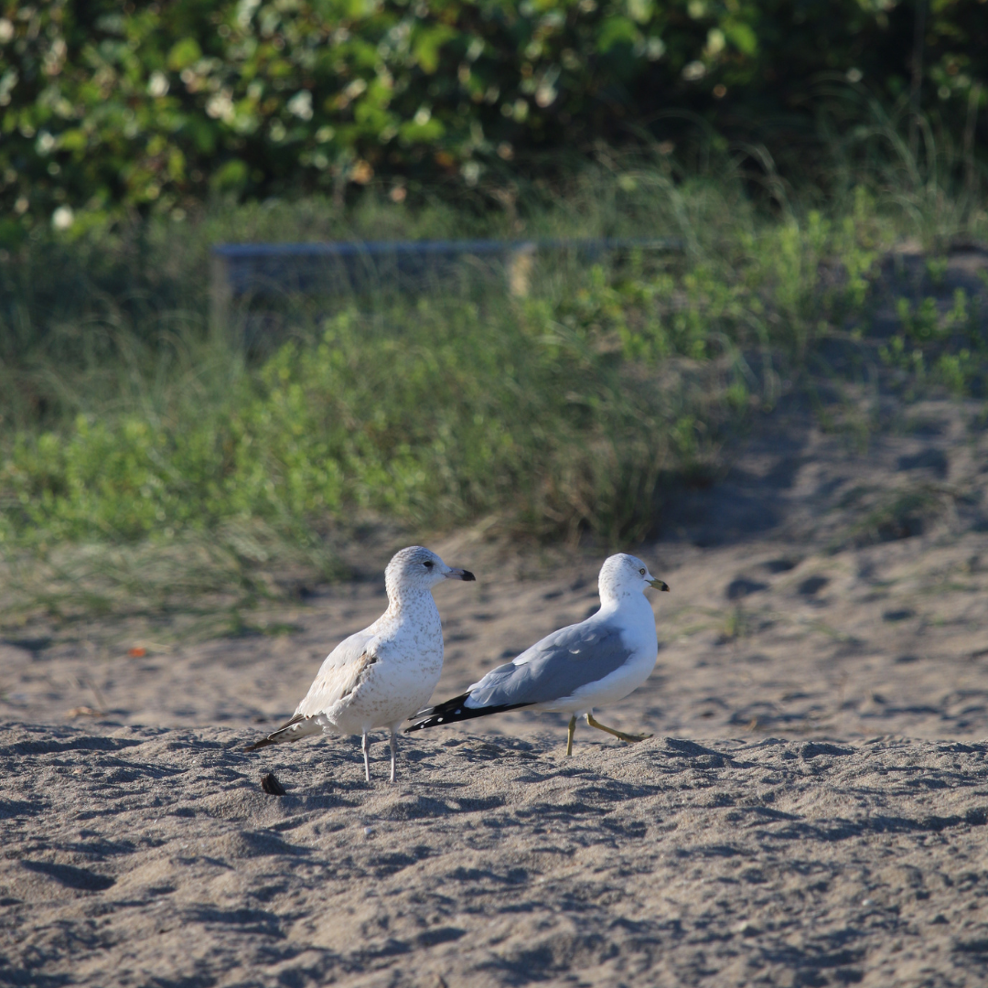 two gulls