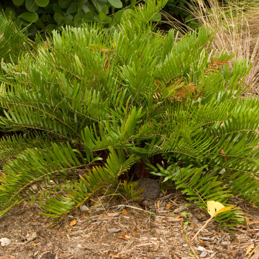 coontie plant