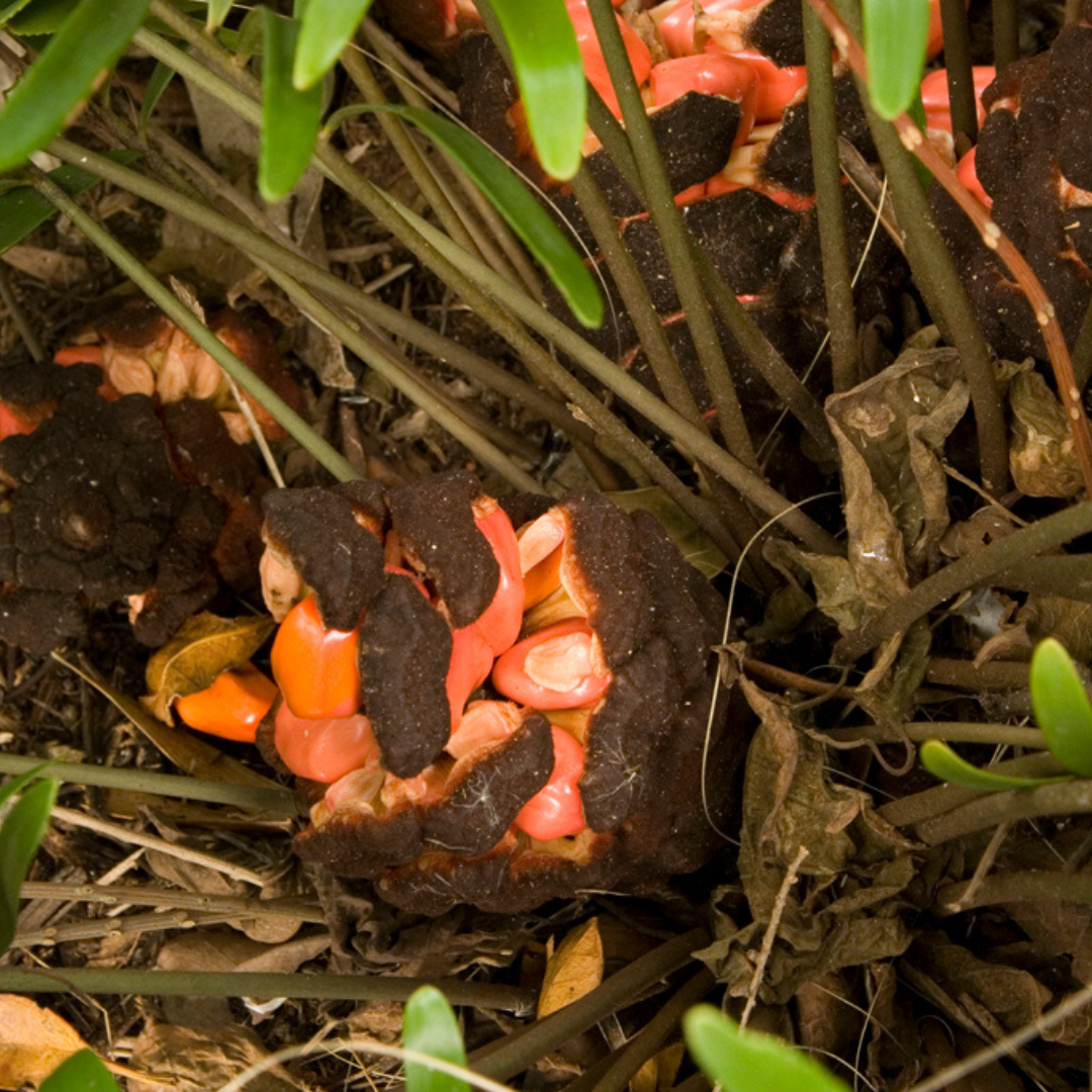 coontie seeds