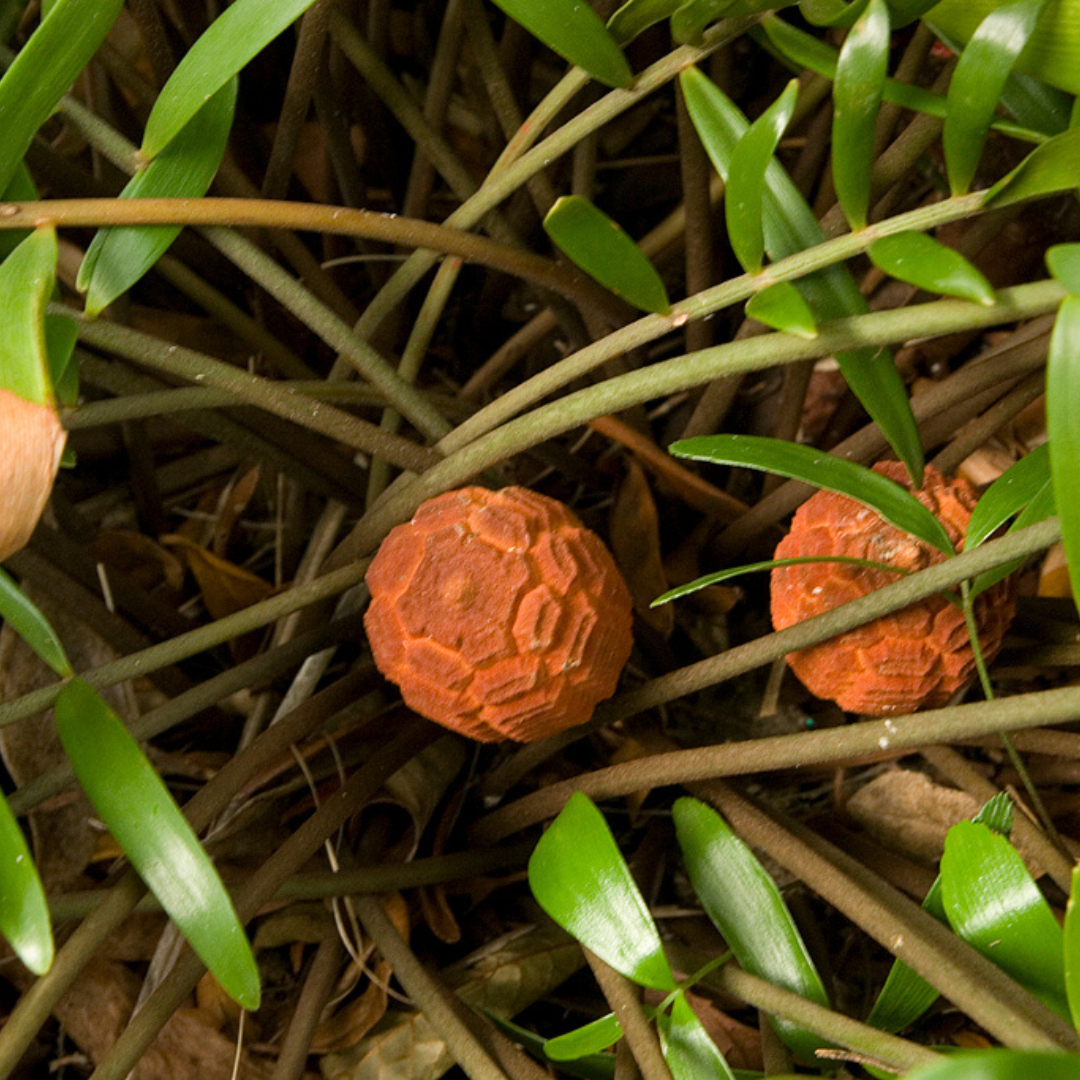 coontie cone