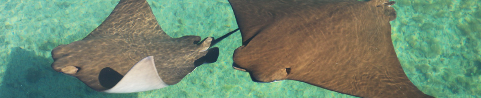 stingrays in teal water