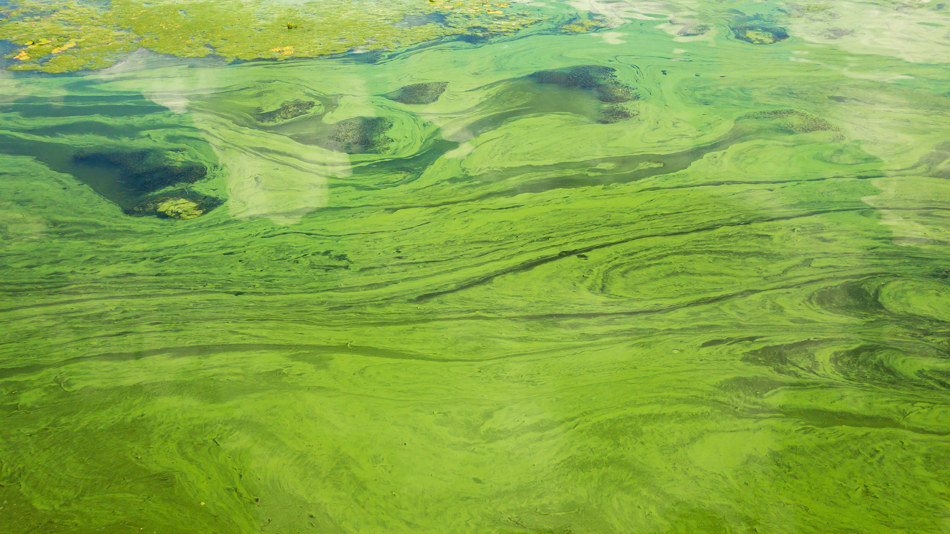 CTA wq for cyanotoxins (1920x1080)
