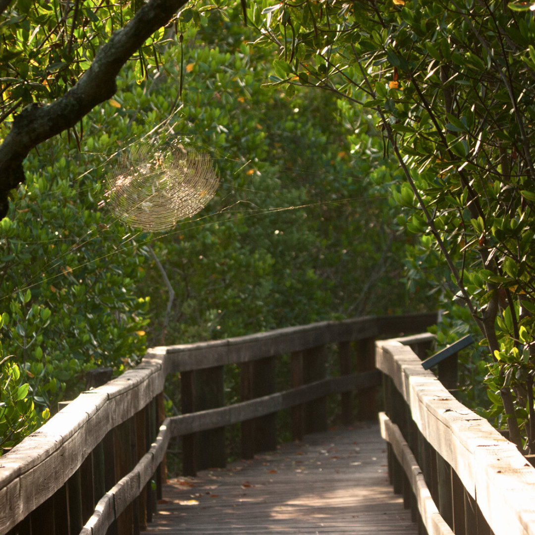sun htting spider web on nature trail boardwalk