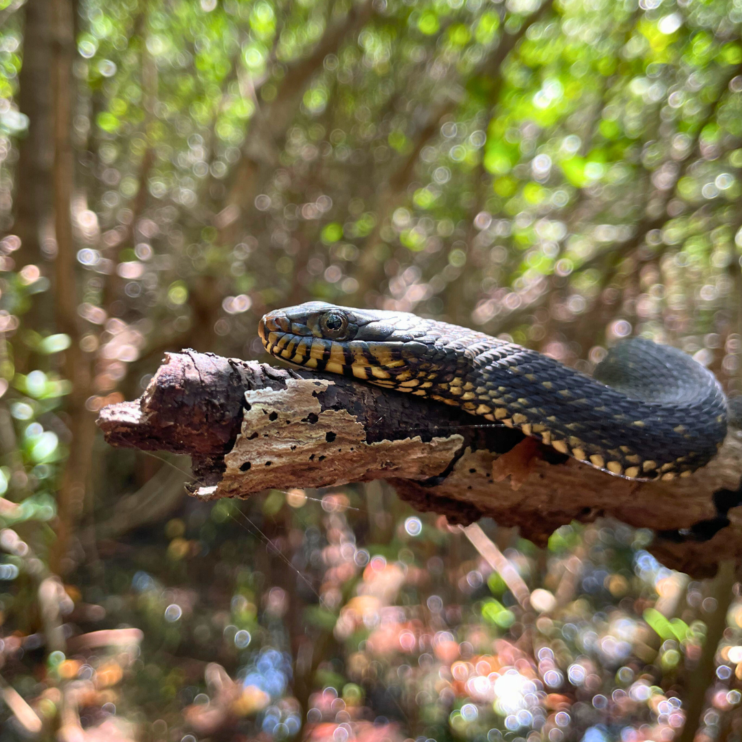 snake on tree