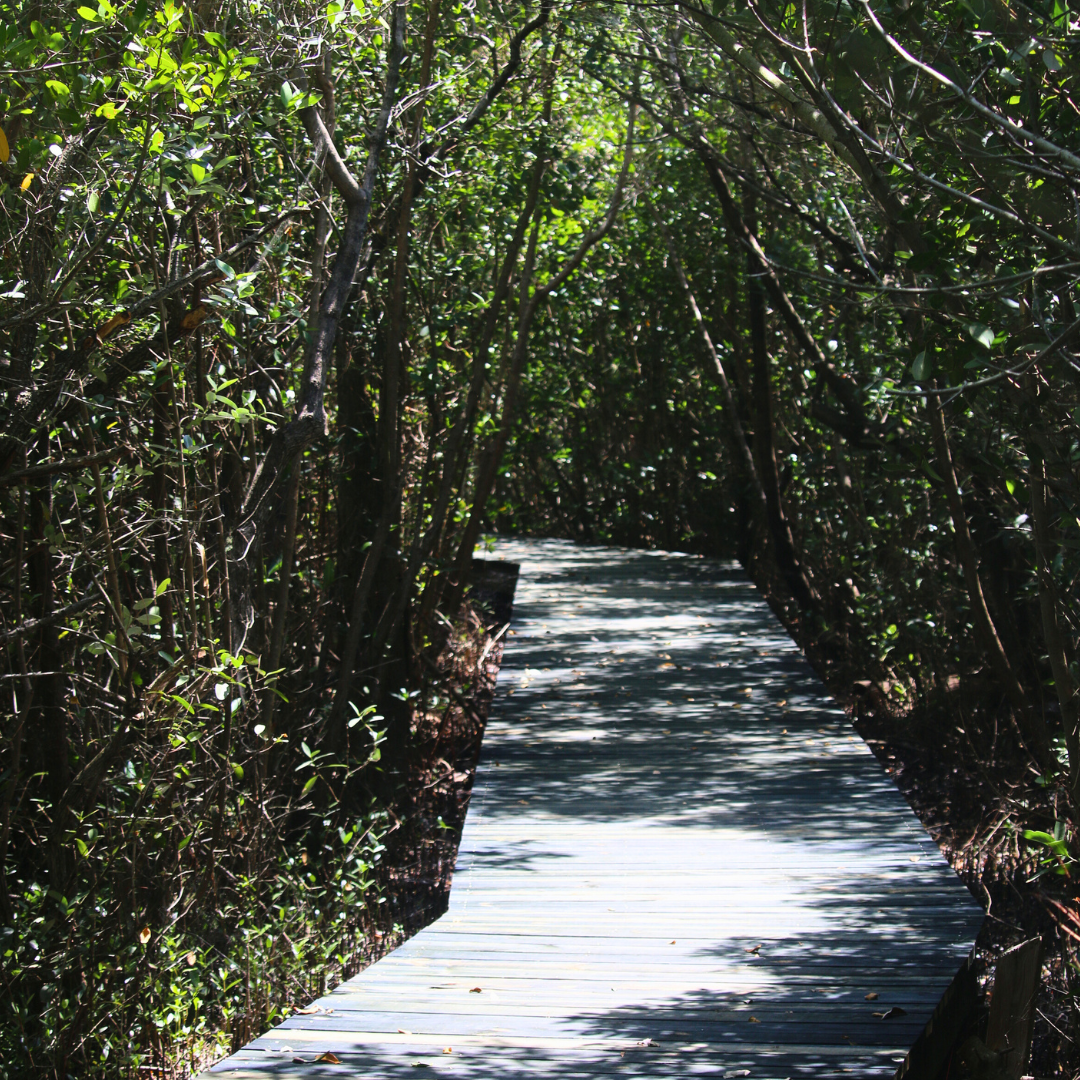 nature trail boardwalk
