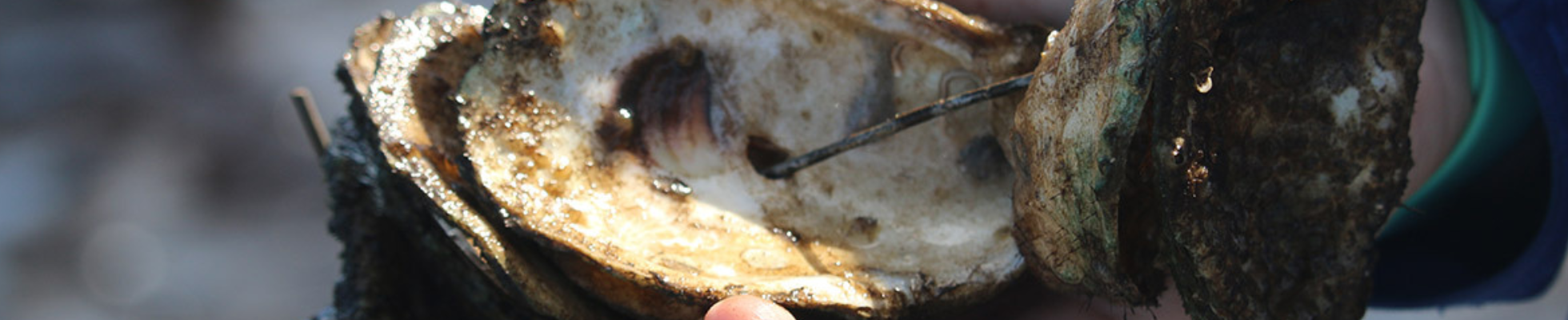 oysters in hand