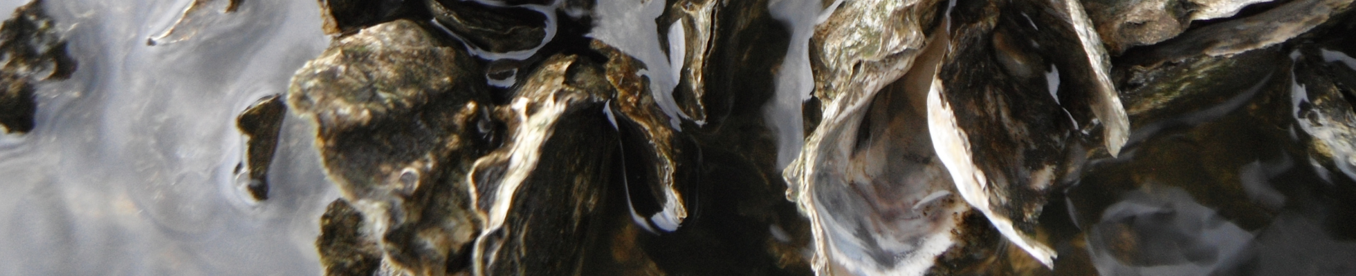 Near Shore pg. cover (1960x440)