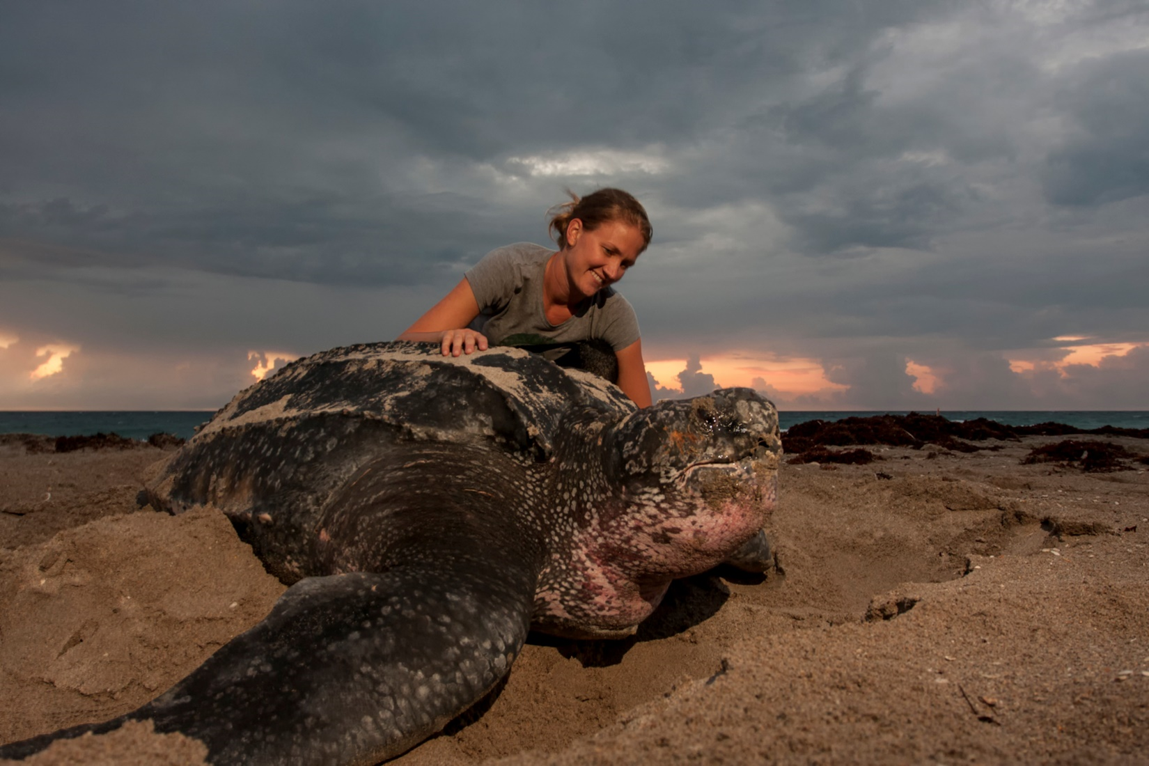 woman looking over large turtle on the beach