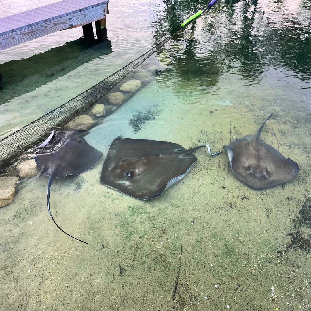 three stingrays in water