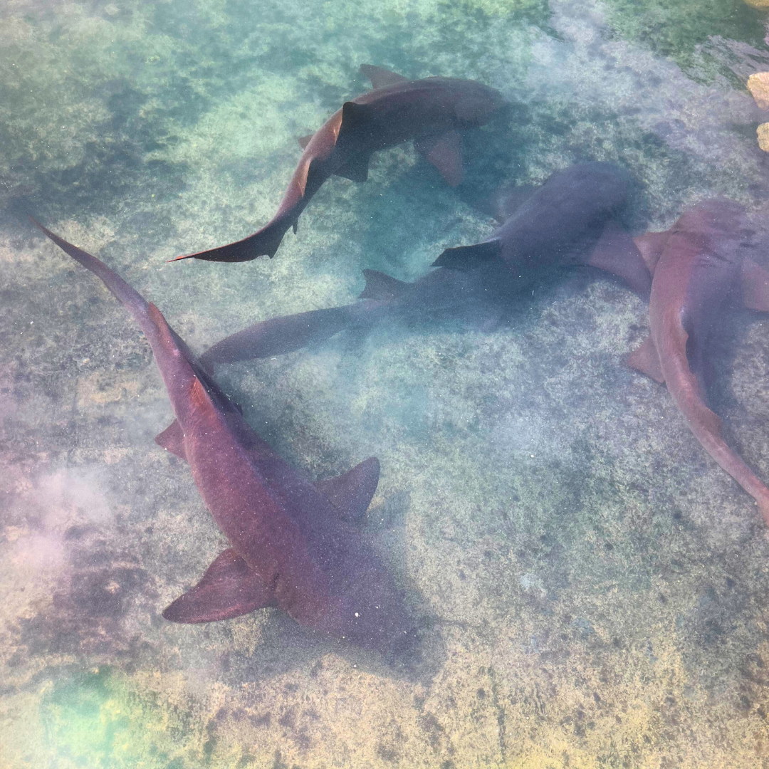 sharks in water