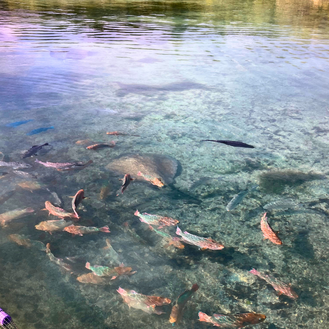 colorful parrot fish in water