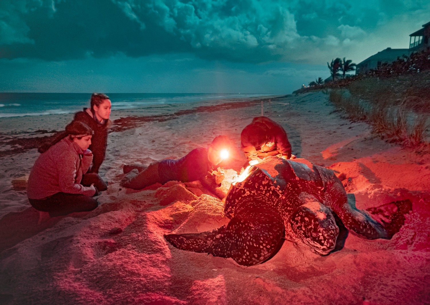 with turtle on beach at sunrise