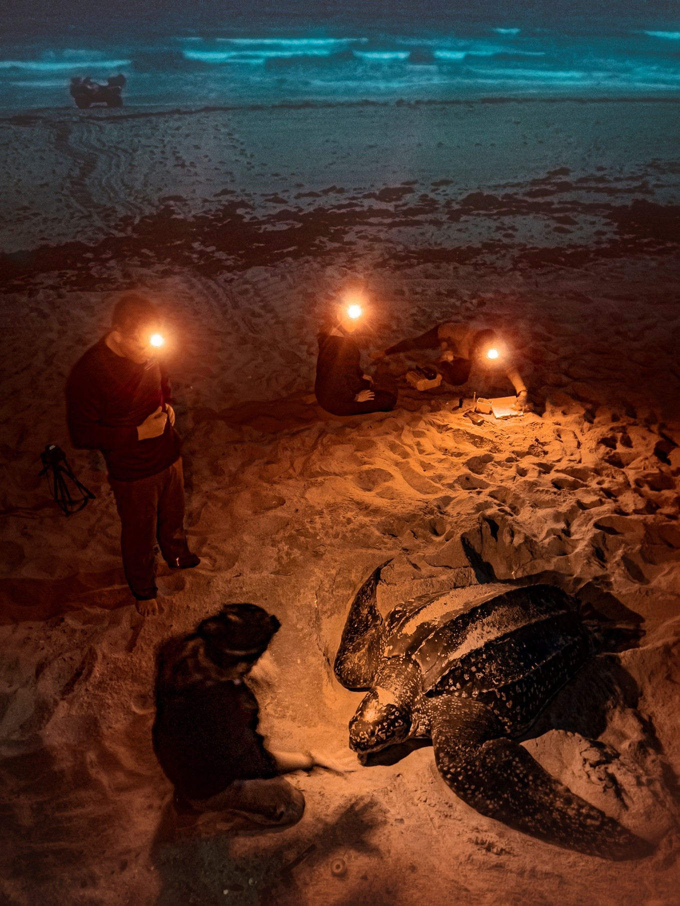 with turtle on beach at night