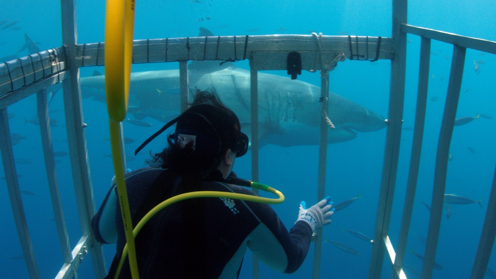shark cage