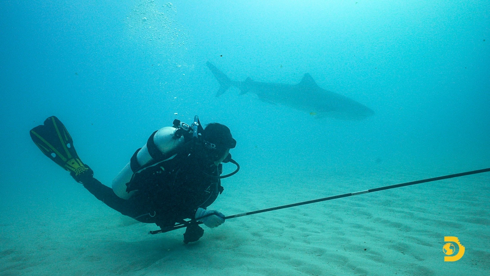 swimming with sharks