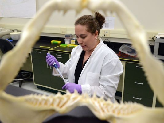 through mouth of shark