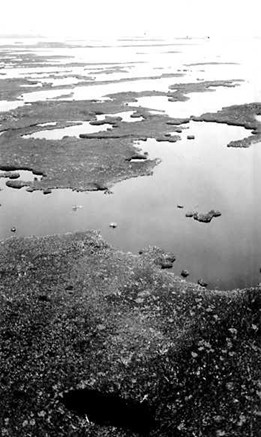 black and white photo of marsh