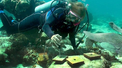 snorkeling underwater