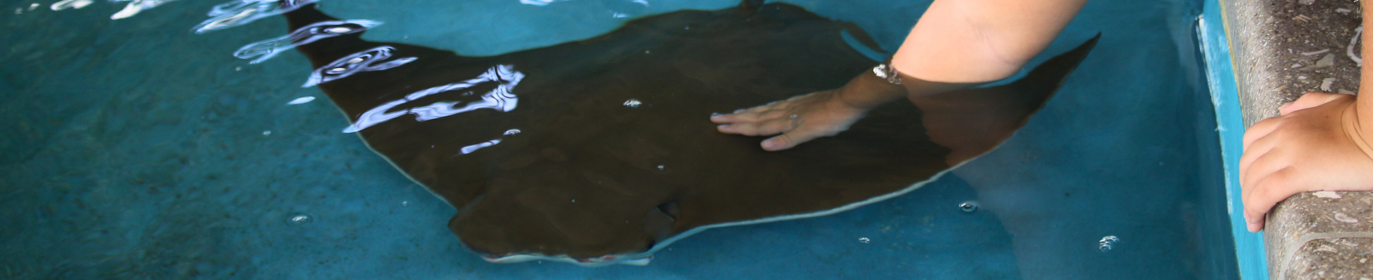 CC Page "Ray" Hero Image 1960x400